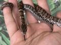 Baby Russian Ratsnakes