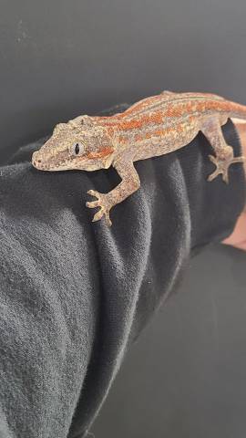 Adult Striped Gargoyle Geckos