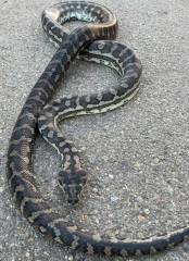 Adult Coastal Carpet Pythons