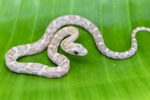 Baby Lavender Cornsnakes