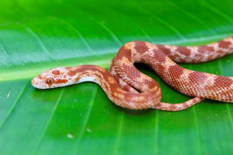 Baby Fire Cornsnakes