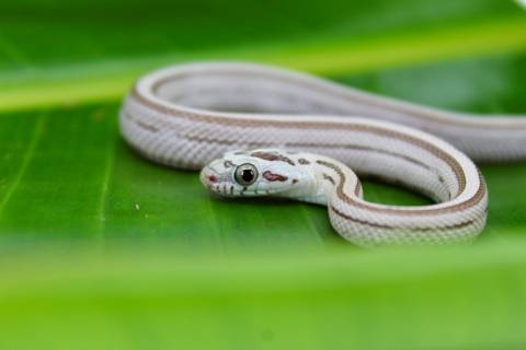 Baby Ghost Striped Cornsnakes
