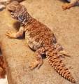 Baby Moroccan Uromastyx