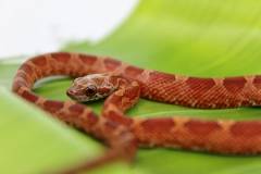 Baby Blood Red Cornsnakes