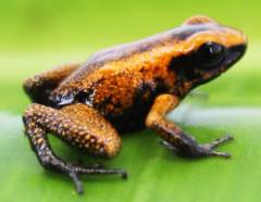 Orange Terrible Dart Frogs Black Foot