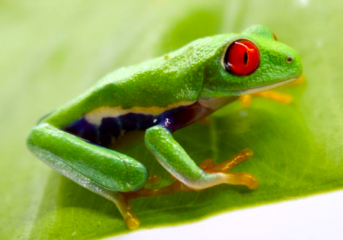 Medium Red Eyed Tree Frogs