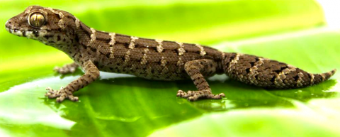 Baby Carrot Tail Viper Geckos