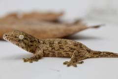 Baby Male Pine Island Leachianus Geckos