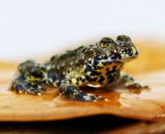 Baby Yellow Bellied Fire Belly Toads