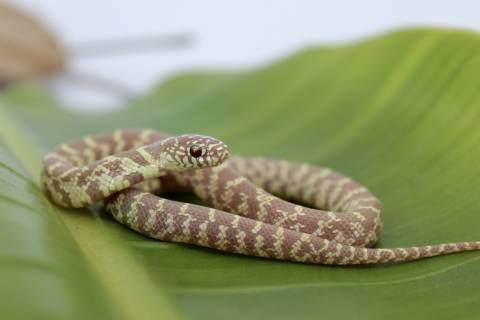 Baby Lavender Florida Kingsnakes