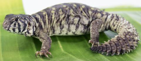 Baby Philbyi Uromastyx 3
