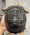 Aldabra Tortoises