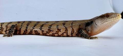 Medium Indonesian Blue Tongue Skinks