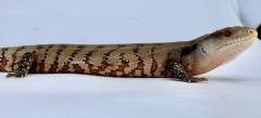 Medium Indonesian Blue Tongue Skinks