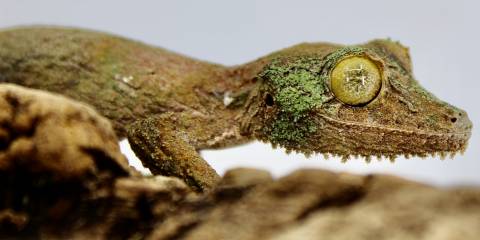 Female Mossy Leaf Tailed Geckos