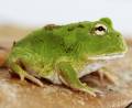 Baby Matcha Pacman Frogs