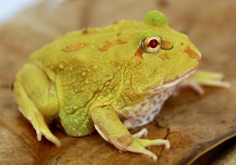 Baby Lime Green Pacman Frogs