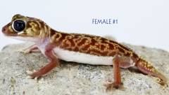 Smooth Knob Tailed Gecko Vertebralis Female 1