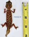 Smooth Knob Tailed Gecko Vertebralis Female 1