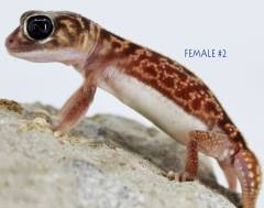 Smooth Knob Tailed Gecko Vertebralis Female 2
