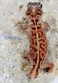 Smooth Knob Tailed Gecko Vertebralis Female 2