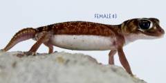 Smooth Knob Tailed Gecko Vertebralis Female 3