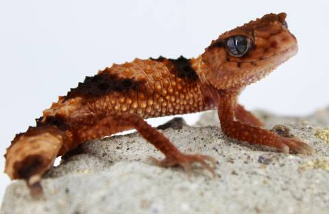 Banded Knob Tailed Geckos (wheeleri)