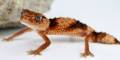 Banded Knob Tailed Geckos (wheeleri)