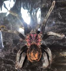 Colombian Lesser Black Tarantula Megascopula PAIR