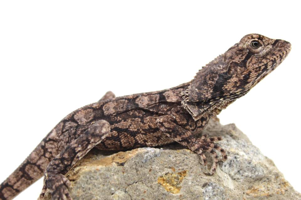 Frilled Dragon Reptiles For Sale Frilled Neck Dragon