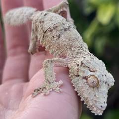 Female Mossy Leaf Tailed Gecko 2