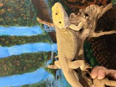 Adult Hypo Witblits Bearded Dragons