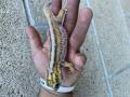Persian Wonder Geckos