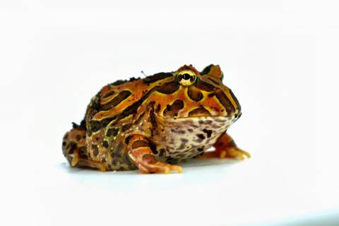 Baby Coffee Pacman Frogs