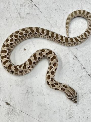 Small Arctic Anaconda Western Hognose Snakes