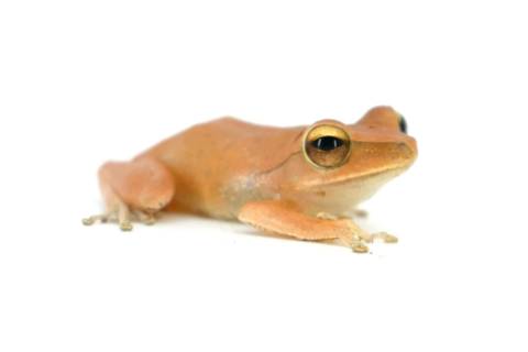 Vietnamese Gliding Tree Frogs