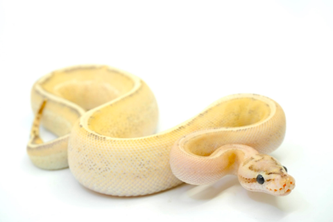 Baby Puma Ball Pythons