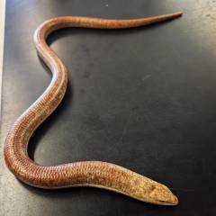 Russian Giant Legless Lizards