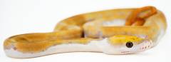 Baby Male Mochino Pied Reticulated Python