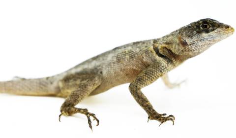 Guyana Collared Lizards