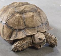 Adult Male Sulcata Tortoises