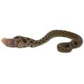 Baby Male Sable Western Hognose Snake 1