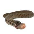 Baby Male Sable Western Hognose Snake 1