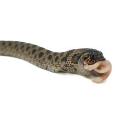 Baby Male Sable Western Hognose Snake 3