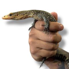 Small Yellow Monitors