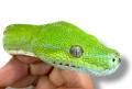 Sub Adult Aru Green Tree Pythons