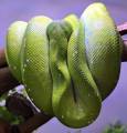 Sub Adult Aru Green Tree Pythons