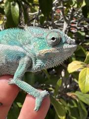 Sub Adult Male Nosy Be Panther Chameleons