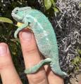 Sub Adult Male Nosy Be Panther Chameleons