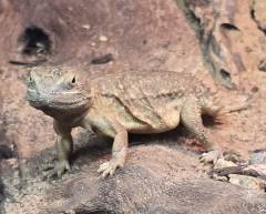 Shield Tailed Agamas